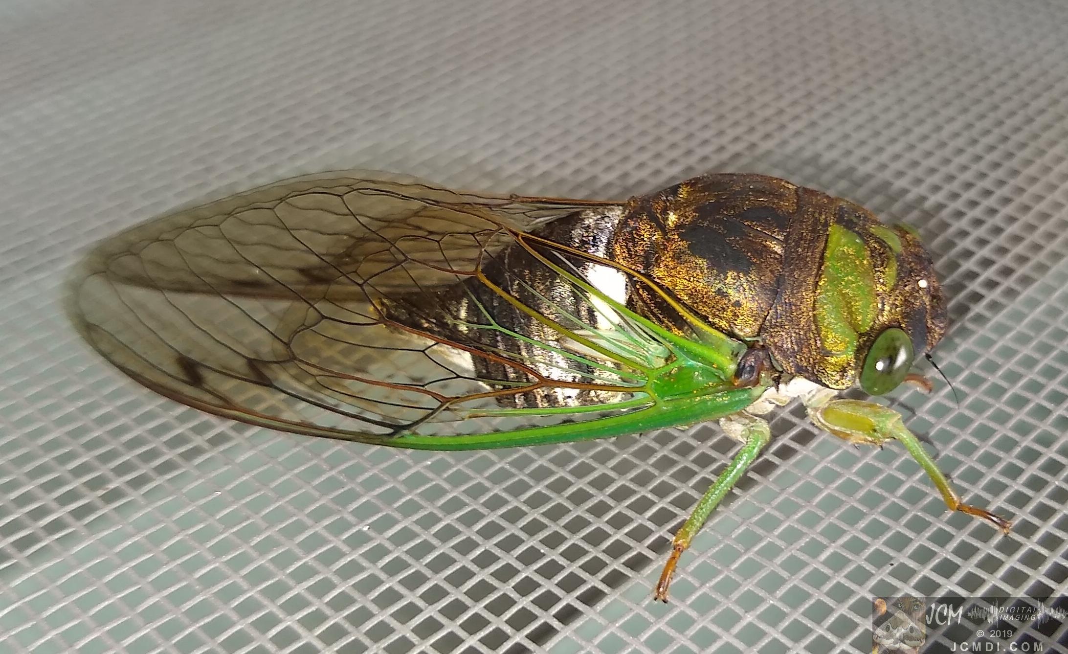 Large Cicada, close-up macro